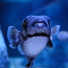 ふぐ