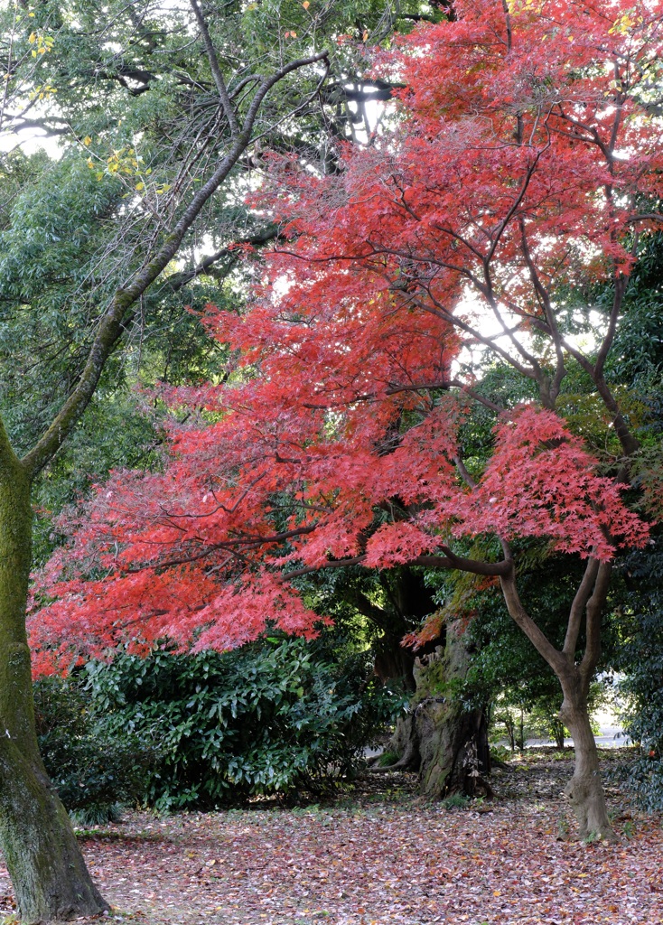 紅葉