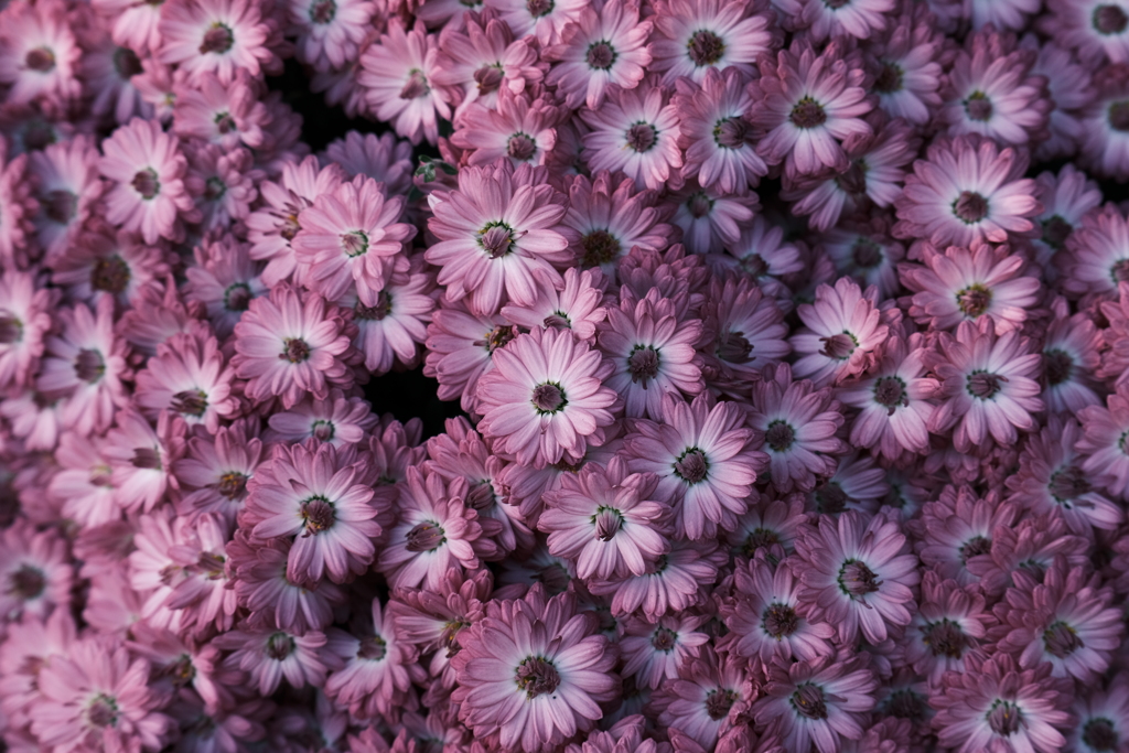 花・花・花