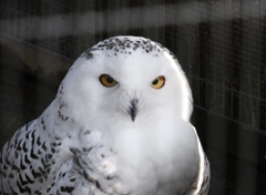 シロフクロウ（上野動物園）