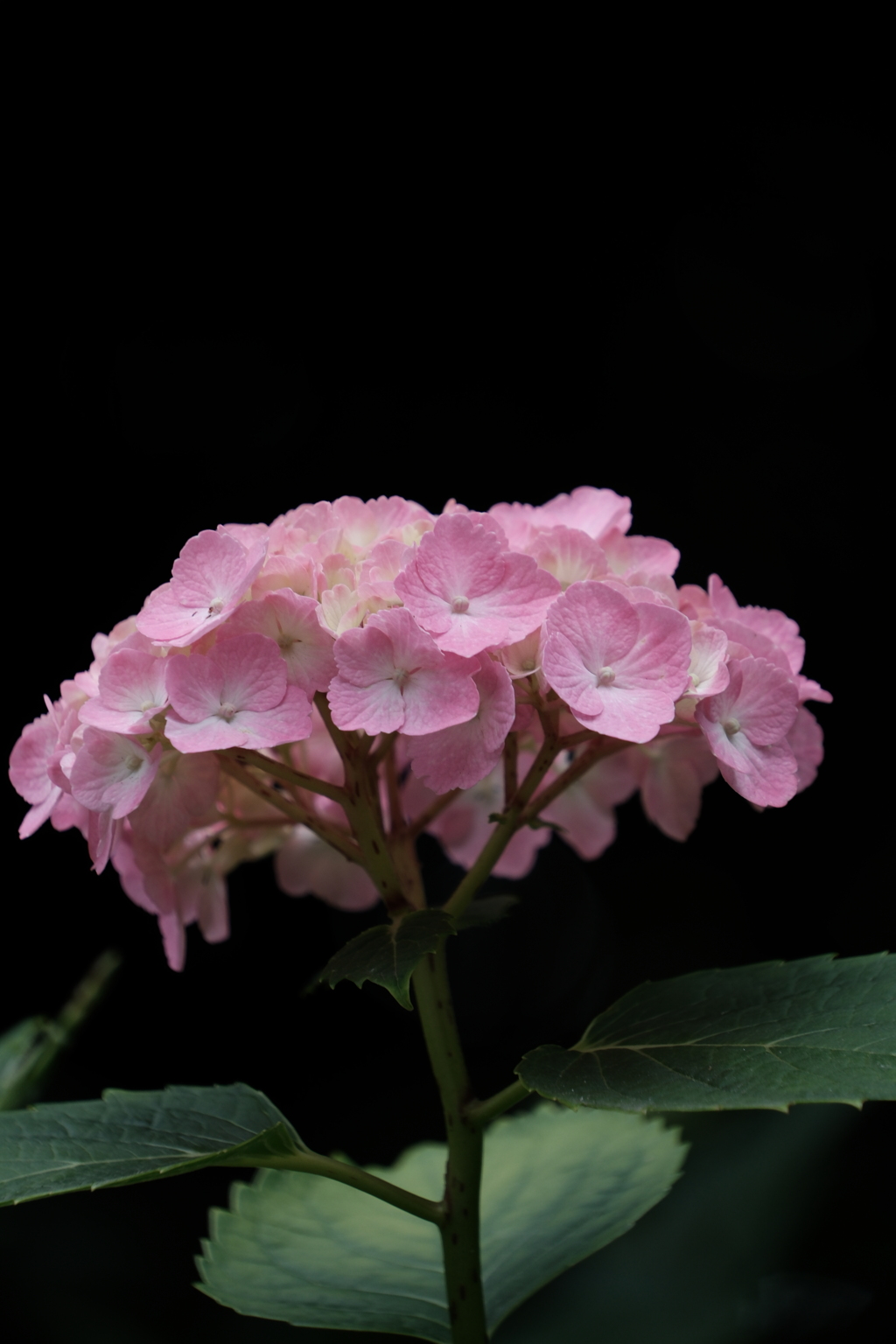 紫陽花