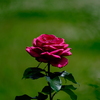 薔薇