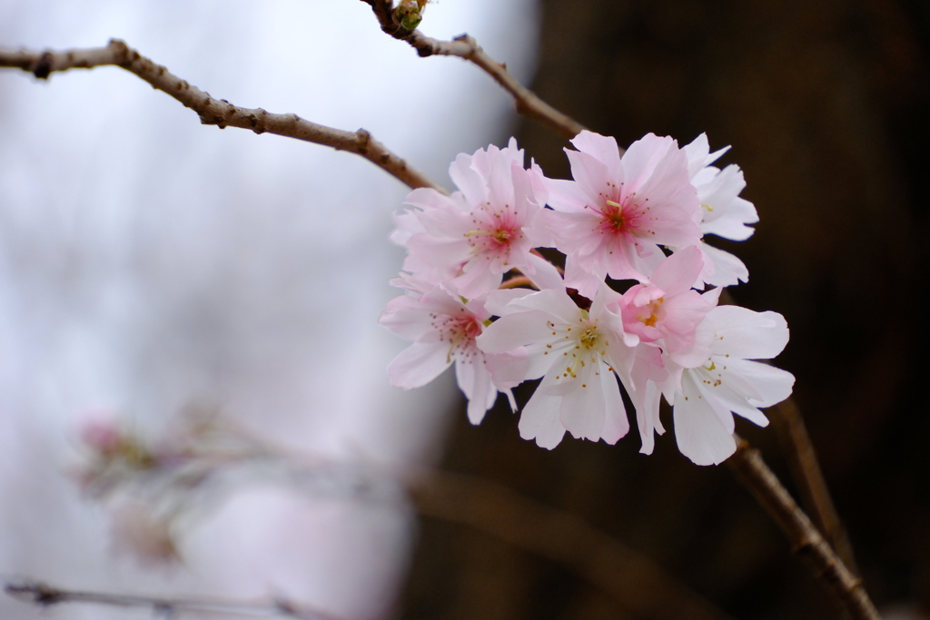 冬桜
