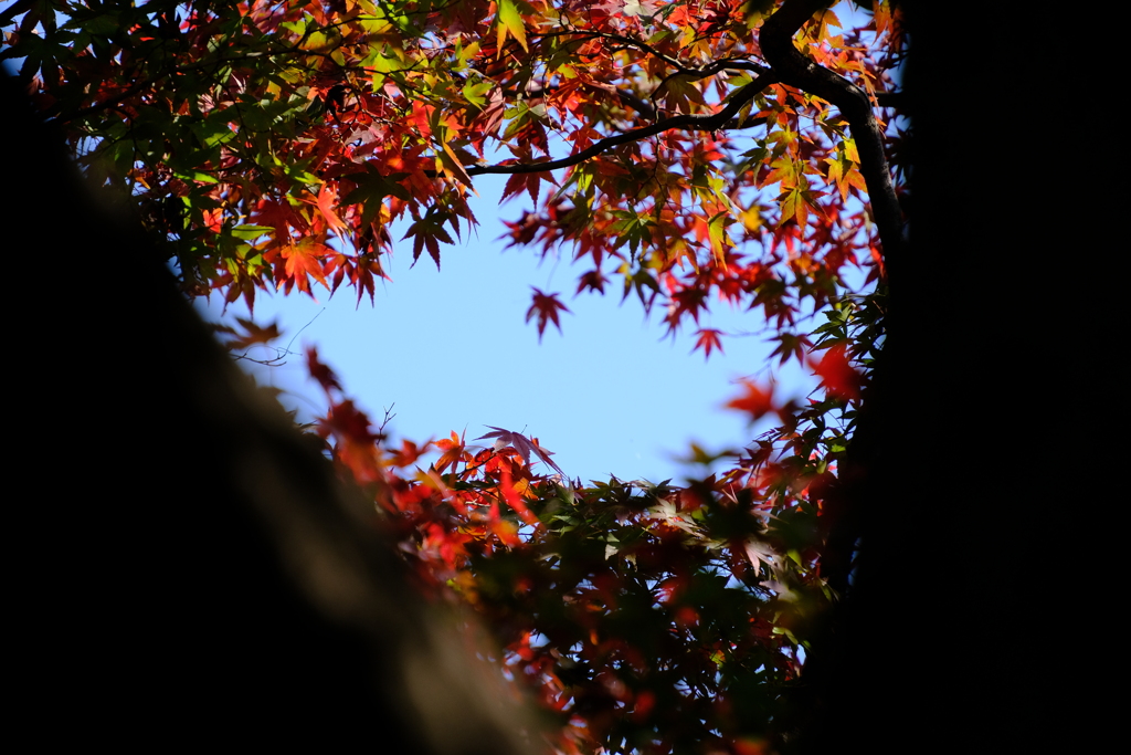 空を仰ぎ見ると