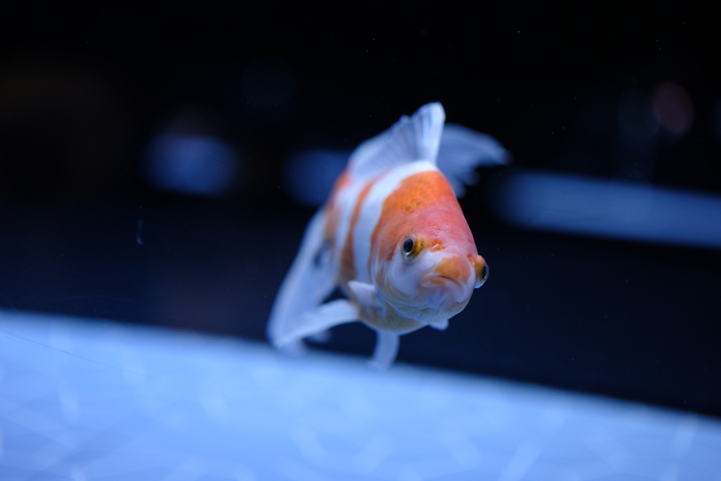金魚