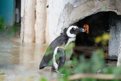 秋を運ぶペンギン