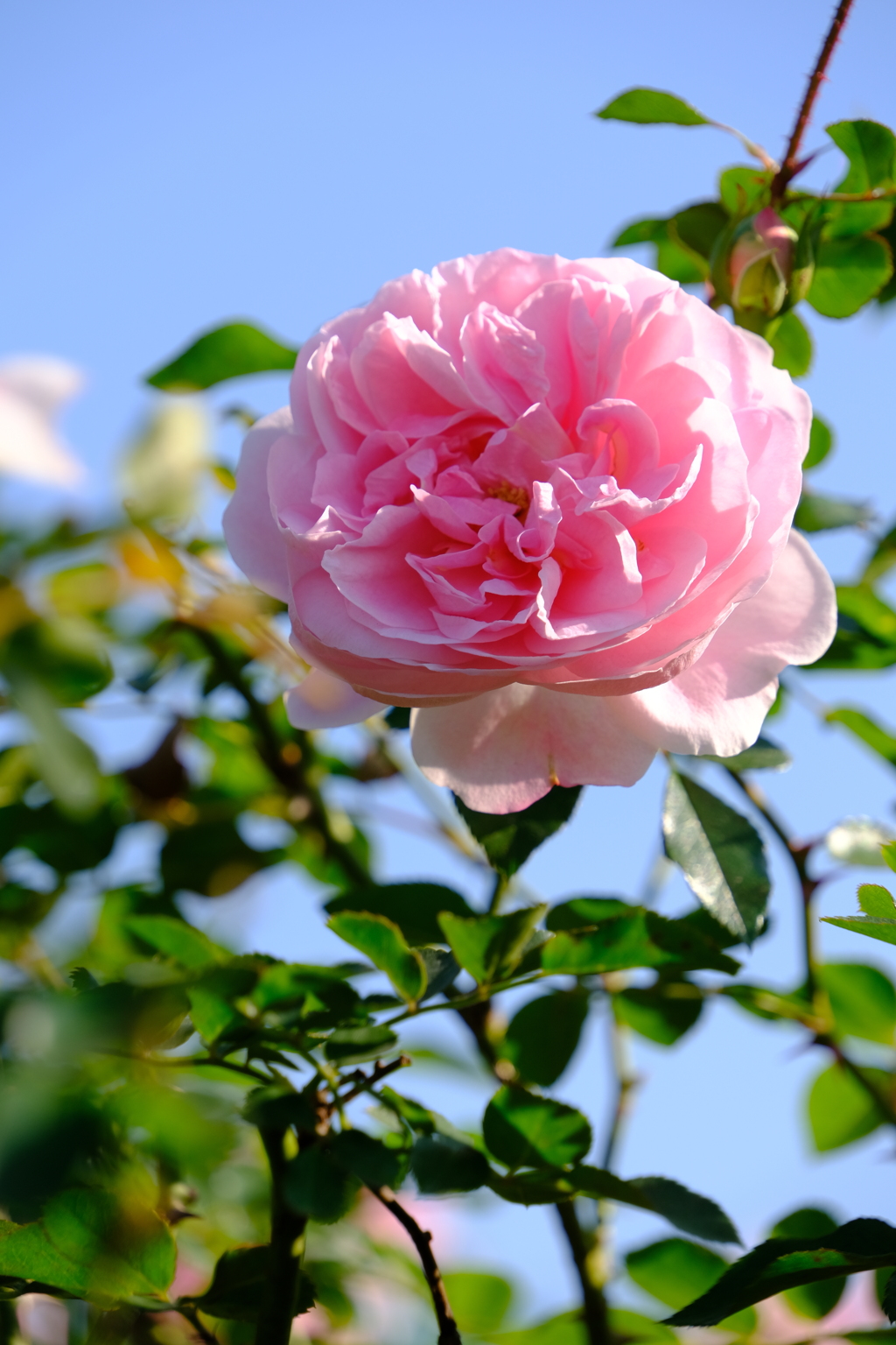 秋薔薇