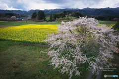 ODKs-0402