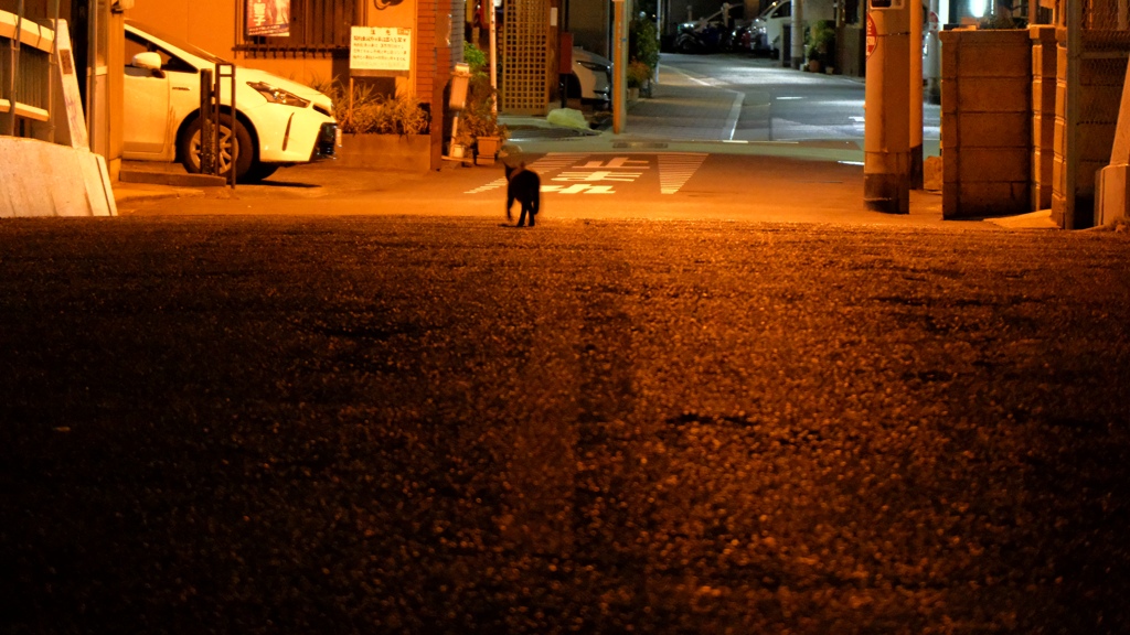 猫がいました。
