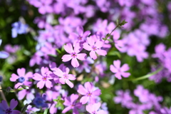 芝桜