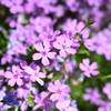 芝桜
