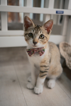 猫カフェに行きました