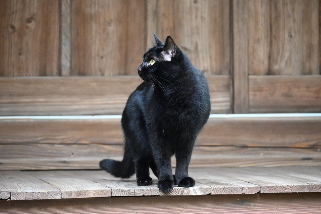 黒猫