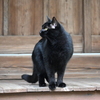 黒猫