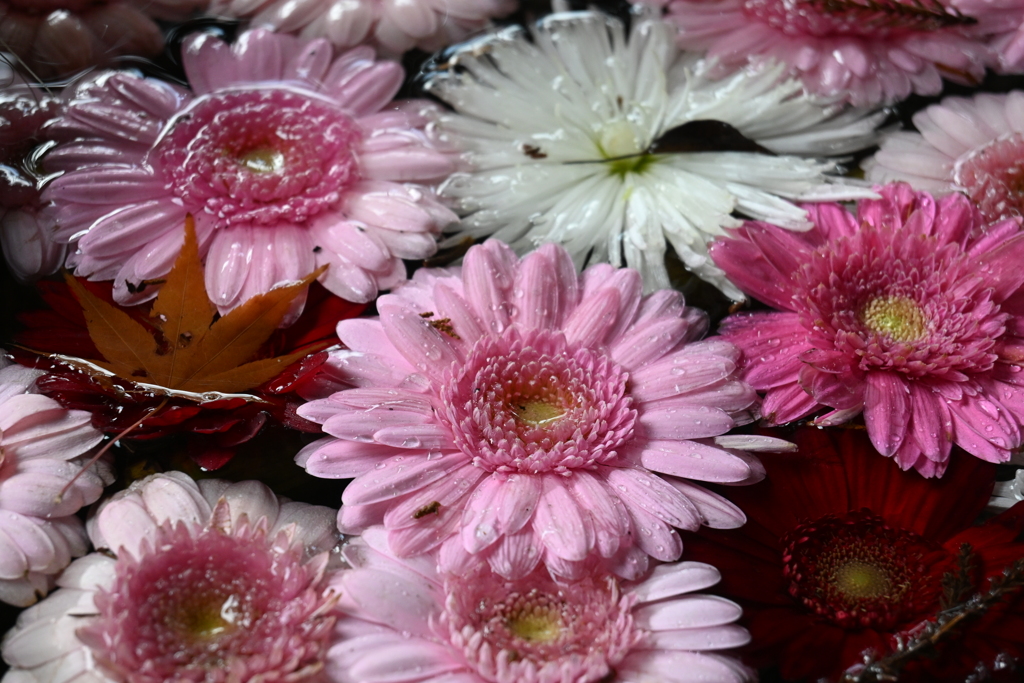 手水の花