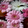手水の花