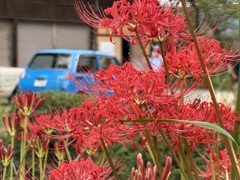 曼珠沙華