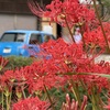 曼珠沙華