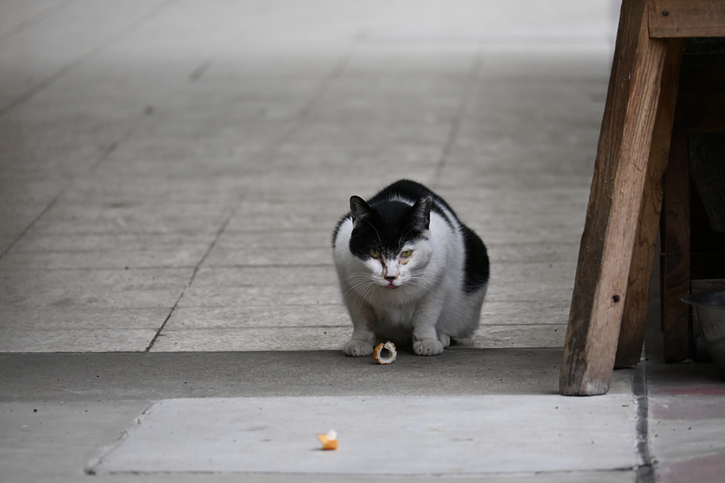 野良猫