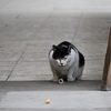 野良猫