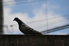 とっさの鳩