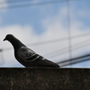 とっさの鳩