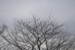 春を待つ桜