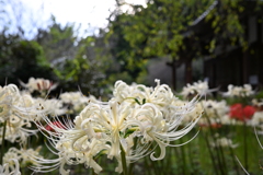 白い彼岸花
