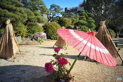 椿