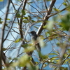 住吉川の野鳥