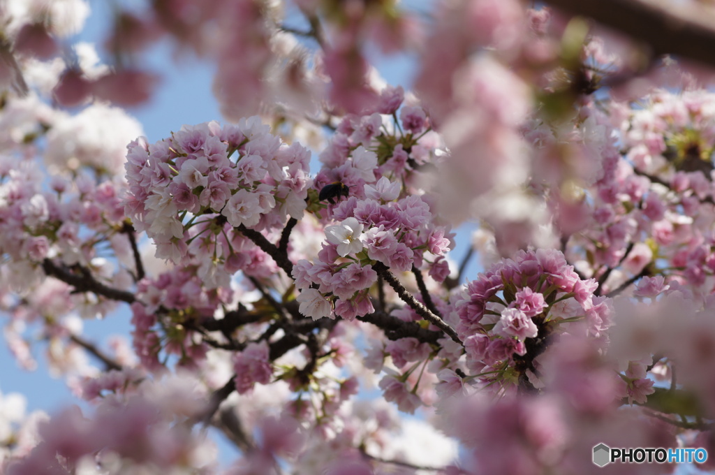 蜂と桜