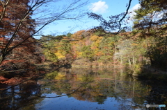 森林植物園の紅葉