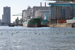 住吉川の野鳥