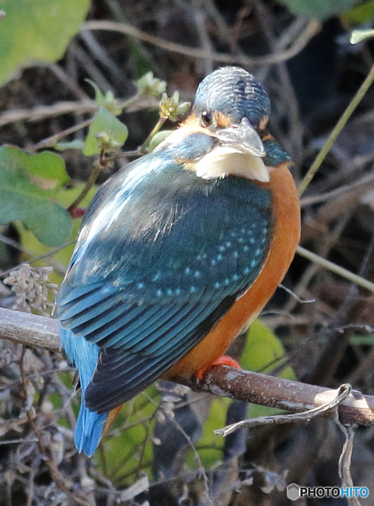 住吉川の野鳥