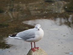 住吉川の野鳥