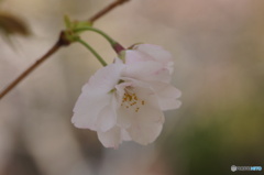 一輪の桜