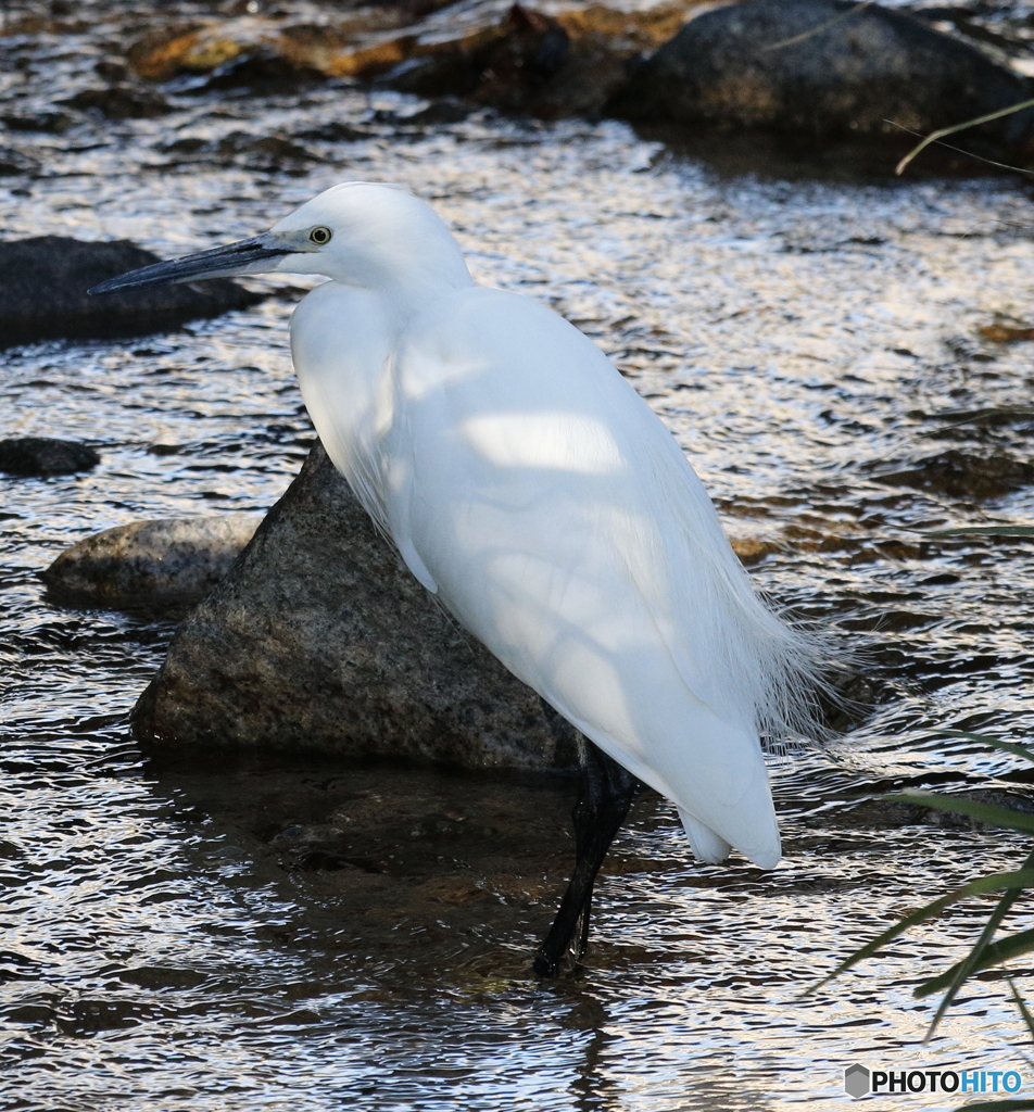 住吉川の野鳥