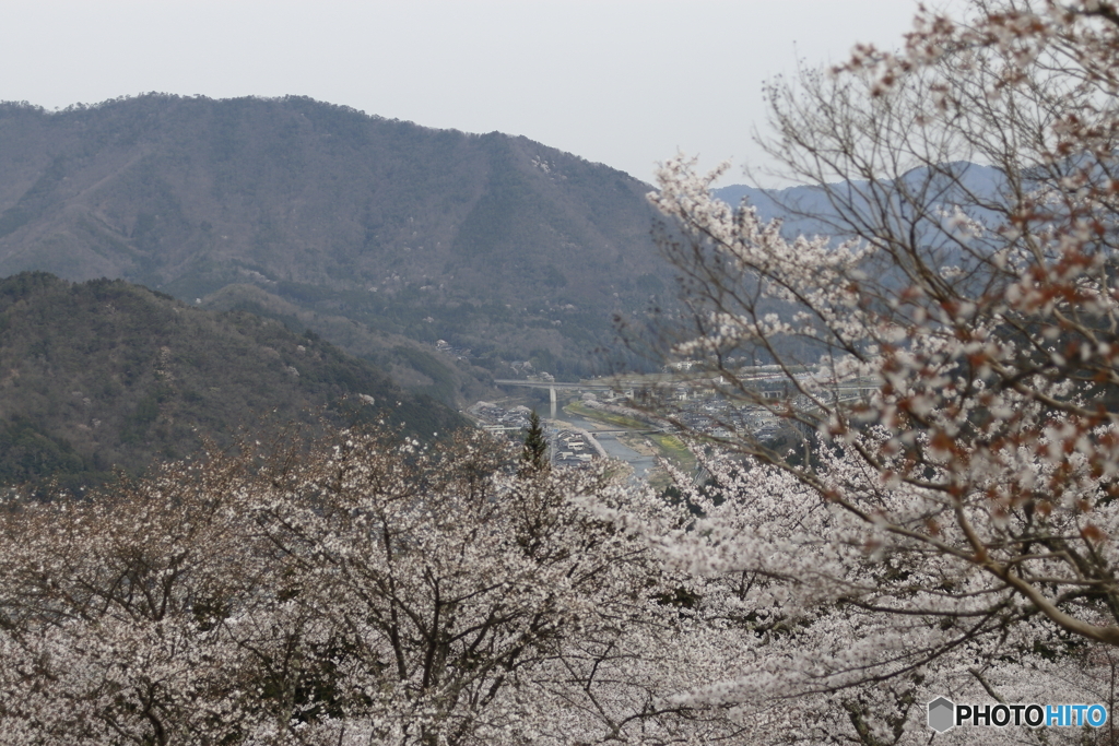 円山川