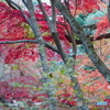 森林植物園の紅葉