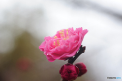 紅梅と蕾