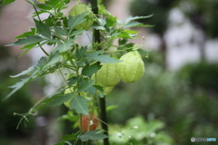 近所散歩