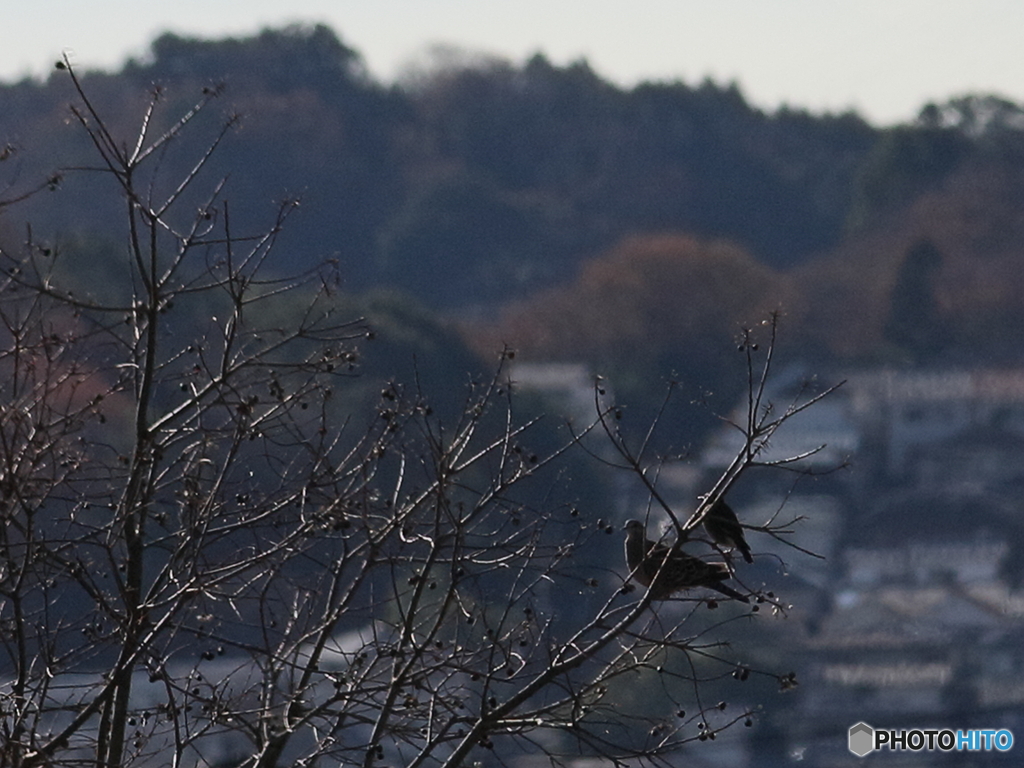 野鳥