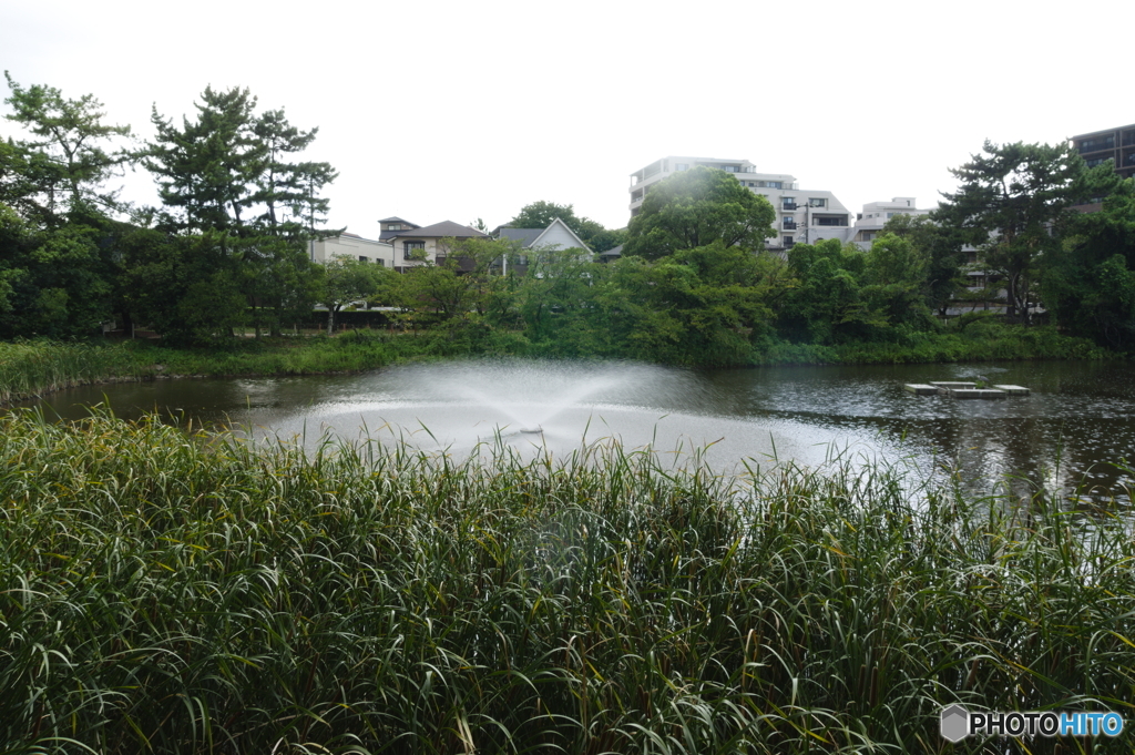 いつもの噴水とアオサギ