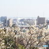 岡本梅林公園
