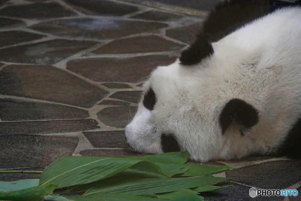 王子動物園