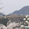 春の竹田城