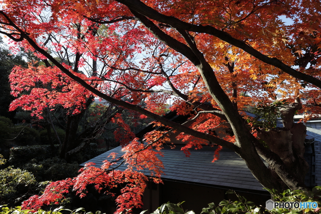 相楽園の紅葉