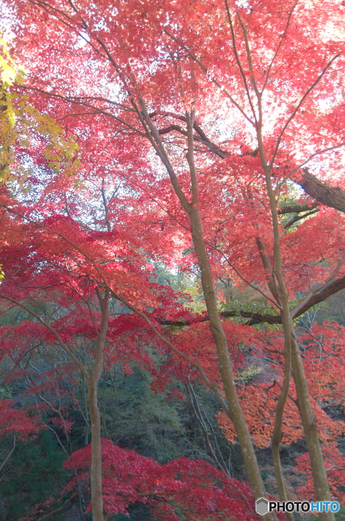 森林植物園の紅葉