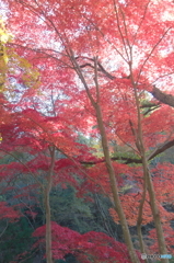 森林植物園の紅葉