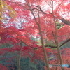 森林植物園の紅葉